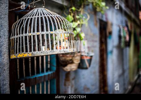 Cage à oiseaux dans les rues de Varanasi, Uttar Pradesh, Inde Banque D'Images