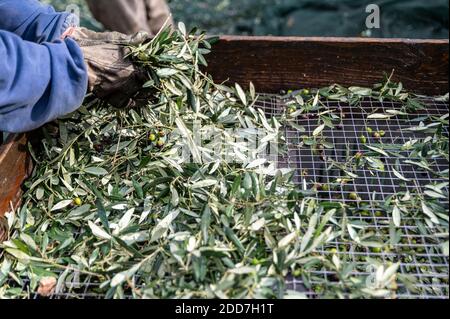 la casatura d'olive des feuilles avec le passant pendant la récolte Banque D'Images