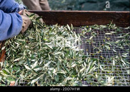 la casatura d'olive des feuilles avec le passant pendant la récolte Banque D'Images