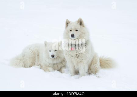 Chien actif Berger australien courant et jouant dans la neige sur la nature. Orientation horizontale Banque D'Images