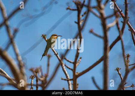 Madagascar Bee-eater (alias Olive Bee-eater, Merops superciliosus), réserve communautaire d'Anja, région de haute Matsiatra, Madagascar Banque D'Images