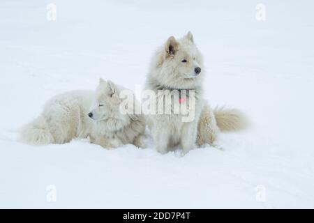 Deux chiens blancs Samoyed s'assoient sur la neige blanche et regardent dans différentes directions. Banque D'Images