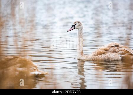 Swan à Pen Ponds, les lacs de Richmond Park, Londres, Angleterre Banque D'Images