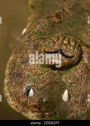 Crocodile américain (Crocodylus acutus), rivière Tarcoles, parc national de Carara, province de Puntarenas, Costa Rica Banque D'Images