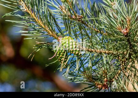 Jeunes cônes de pin sur un pin écossais ou de pin écossais, Pinus sylvestris, arbre Banque D'Images