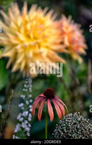 Echinacea purpurea orange skipper,Coneflower,orange fleurs rouges,miel-mangue fleurs, lit,bordure,vivace,combinaison florale,mixte,oran Banque D'Images