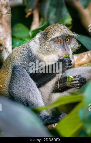 Un singe bleu assis dans un arbre mangeant un fruit vert. Banque D'Images