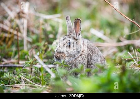 Lapin sur l'île Skomer, parc national de la côte de Pembrokeshire, pays de Galles, Royaume-Uni Banque D'Images