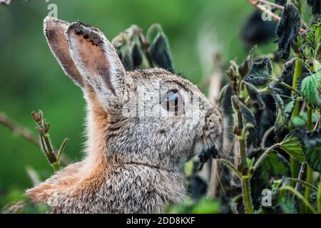 Lapin sur l'île Skomer, parc national de la côte de Pembrokeshire, pays de Galles, Royaume-Uni Banque D'Images