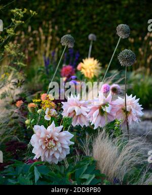 Dahlia Breakout,Dinnerplate dahlias,dahlia fleurs,pastèque fleurs roses,coeur jaune,fleur,fleurs,fleurs,fleurs,fleurs,fleurs,fleurs,fleurs,fleurs,fleurs,fleurs,mixtes Banque D'Images