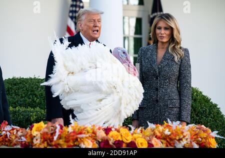 Washington, États-Unis. 24 novembre 2020. Le président Donald Trump, rejoints par la première dame Melania Trump, pardons Corn, la Turquie nationale de Thanksgiving, lors d'une cérémonie dans le jardin des roses à la Maison Blanche le mardi 24 novembre 2020. Photo de Kevin Dietsch/UPI crédit: UPI/Alay Live News Banque D'Images