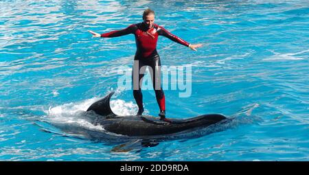 PAS DE FILM, PAS DE VIDÉO, PAS de télévision, PAS DE DOCUMENTAIRE - Dawn Brancheau, une compagnie d'entraînement de baleines à SeaWorld Adventure Park, présentée au stade SeaWorld Shamu à Orlando, Floride, États-Unis le 30 décembre 2005, a été tuée lors d'un accident avec une orque le mercredi 24 février 2010. Photo de Julie Fletcher/Orlando Sentinel/MCT/ABACAPRESS.COM Banque D'Images