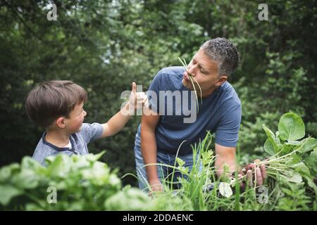 Garçon montrant les pouces à un père joueur tout en récoltant des légumes au jardin Banque D'Images