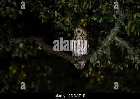 Hibou de Tawny assis sur la branche la nuit Banque D'Images