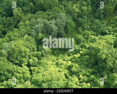 Vue aérienne sur la forêt verdoyante Banque D'Images