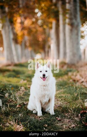 Chien blanc assis en chemin recouvert d'arbres en forêt Banque D'Images