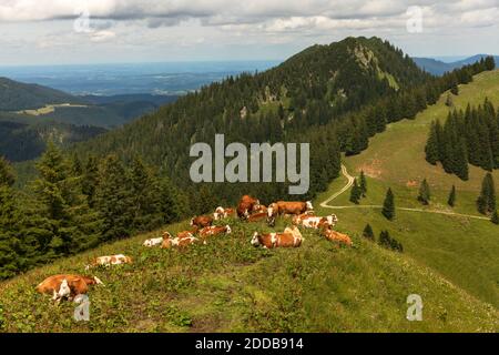 Troupeau de vaches se détendant dans la prairie alpine pendant l'été Banque D'Images