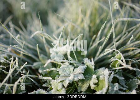 Feuilles de buttercup congelées et herbe avec du givre sur fond vert de mer sur fond doux et flou. Banque D'Images