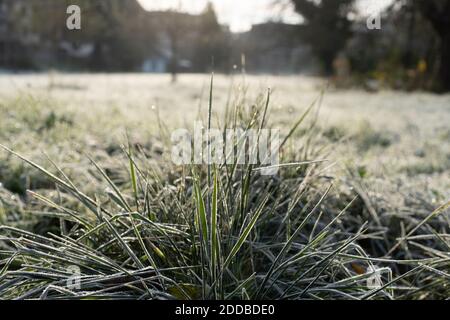 Herbe gelée avec du givre au premier plan d'un champ. Scène rurale en arrière-plan. Banque D'Images