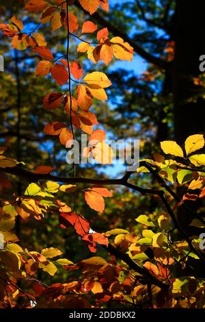 Branches de hêtre orange en automne Banque D'Images