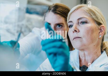 Scientifique et assistant discutant tout en examinant la lame de microscope du cerveau humain au laboratoire Banque D'Images