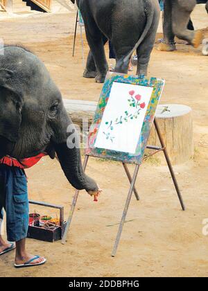 PAS DE FILM, PAS DE VIDÉO, PAS de TV, PAS DE DOCUMENTAIRE - un éléphant au camp d'éléphants de Maesa près de Chiang Mai, en Thaïlande complète un tableau sur une toile avec un pinceau tenu dans son tronc. Le travail de l'éléphant a été guidé par son mahout, mais le résultat global a été sa création. Cinq éléphants peints simultanément dans le spectacle des éléphants. Photo de Anne Chalfant/Contra Costa Times/KRT/ABACAPRESS.COM Banque D'Images