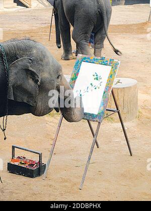 PAS DE FILM, PAS DE VIDÉO, PAS de TV, PAS DE DOCUMENTAIRE - un éléphant au camp d'éléphants de Maesa près de Chiang Mai, Thaïlande peint le troisième ensemble de coups sur une toile avec un pinceau tenu dans son tronc. La peinture est sur le point de devenir une oeuvre gracieuse d'art. l'oeuvre de l'éléphant a été guidée par son mahout, mais le résultat global a été sa création. Cinq éléphants peints simultanément dans le spectacle des éléphants. Photo de Anne Chalfant/Contra Costa Times/KRT/ABACAPRESS.COM Banque D'Images