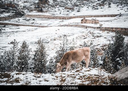 Vache seule qui broutage dans la neige Banque D'Images