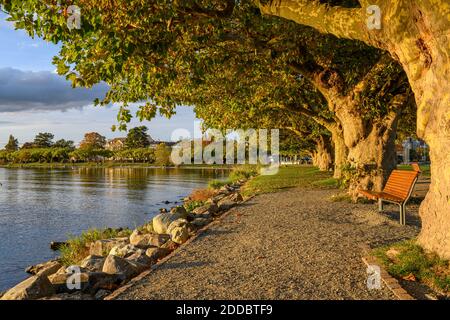 Allemagne, Bade-Wurtemberg, Radolfzell, banc de parc vide sur les rives du lac de Constance au crépuscule Banque D'Images