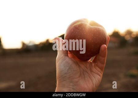 Main de l'homme tenant la pomme mûre contre le soleil couchant Banque D'Images