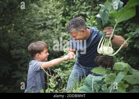 Homme souriant tenant le kohlrabi tout en donnant le poing bosse à son fils dans le jardin Banque D'Images