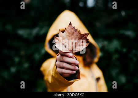 Fille en imperméable cache le visage derrière la feuille de lierre sèche pendant debout contre la paroi des lames Banque D'Images