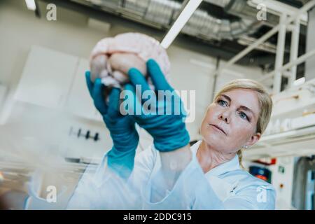 Scientifique féminine étudiant le cerveau humain artificiel tout en travaillant en laboratoire Banque D'Images