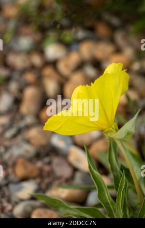 Fleur jaune vif Oenothera macrocarpa, portrait naturel des plantes Banque D'Images