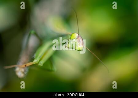 Gros plan de Mantis religiosa (mantis priant) dans des conditions naturelles Banque D'Images