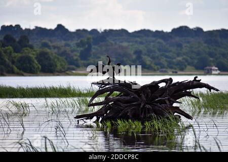 Un dard africain (Anhinga rufa) desséchant ses ailes étirées debout sur les racines des arbres de la rivière Chobe, dans le parc national de Chobe, au Botswana. Banque D'Images