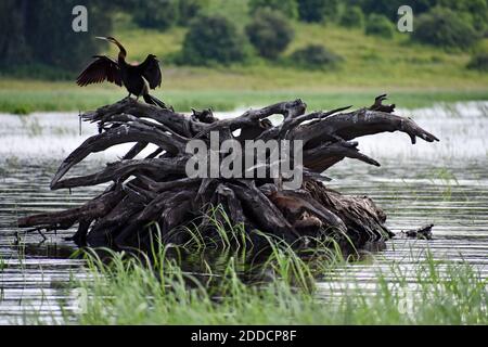 Un darter africain (Anhinga rufa) desséchant ses ailes étirées debout sur des branches de la rivière Chobe dans le parc national de Chobe, au Botswana. Banque D'Images