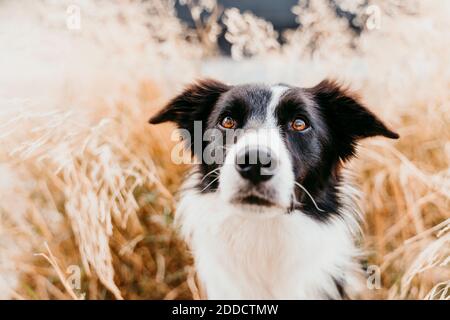 Gros plan du chien collie de bordure parmi les feuilles Banque D'Images