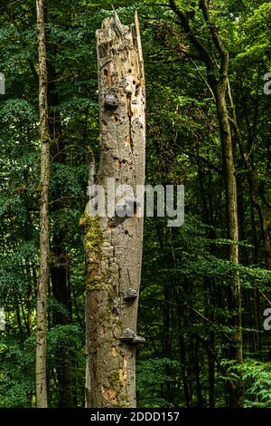 Bois récupéré dans la forêt de Bad Kissingen, Allemagne Banque D'Images