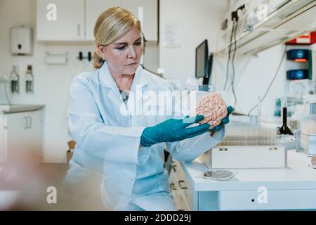 Scientifique regardant le cerveau humain artificiel pendant qu'il est assis au laboratoire Banque D'Images