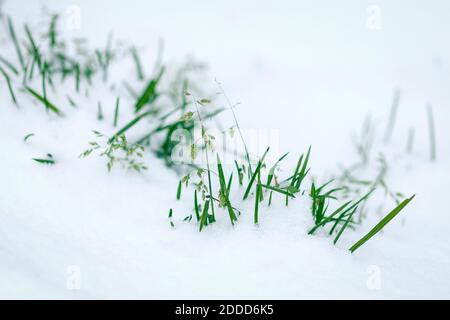 herbe verte recouverte de la première neige blanche Banque D'Images