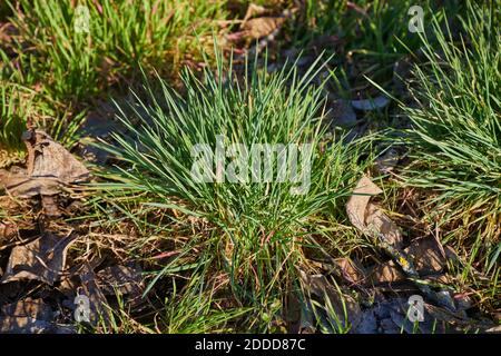 Champ d'herbe verte Banque D'Images