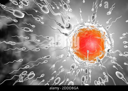 3D rendu Illustration des spermatozoïdes qui se Racing pour fertiliser l'oeuf Banque D'Images