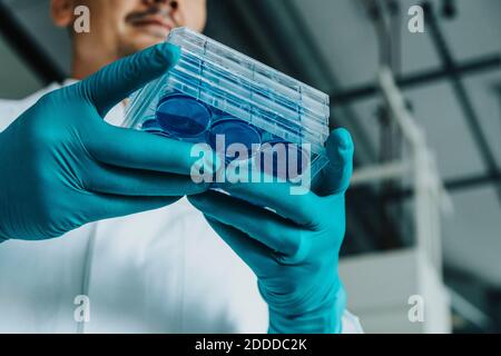 Scientifique tenant le plateau de boîtes de Pétri en se tenant au laboratoire Banque D'Images