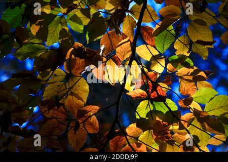 Branches de hêtre jaune en automne Banque D'Images