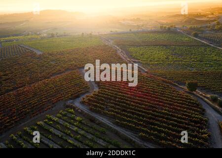 Photo idyllique d'un vignoble au coucher du soleil Banque D'Images