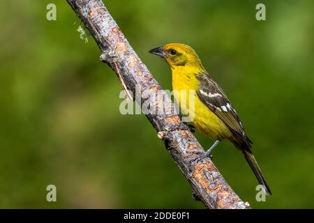 Une femelle tanager de l'Ouest est assise sur une branche à Une forêt au Costa Rica Banque D'Images