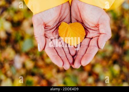 Woman's hands holding autumn leaf Banque D'Images