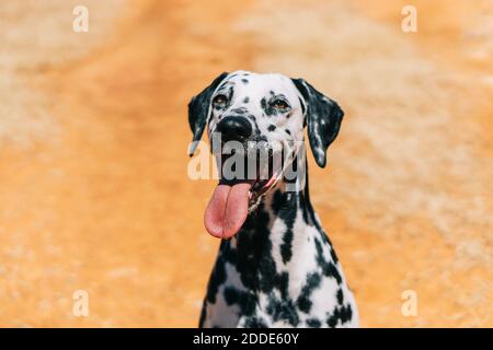 Chien dalmatien qui colle la langue lorsqu'il est assis sur le terrain Banque D'Images