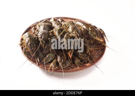 Les écrevisses vivent sur un plat isolé sur fond blanc. Crawfish brut. En-cas de fruits de mer frais. Banque D'Images